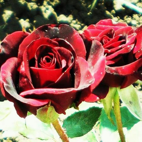 Роза чайно-гибридная Черный Принц (Black Prince)