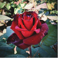 Роза чайно-гибридная Черный Принц (Black Prince)