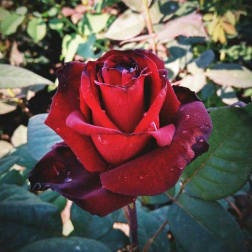 Роза чайно-гибридная Черный Принц (Black Prince)