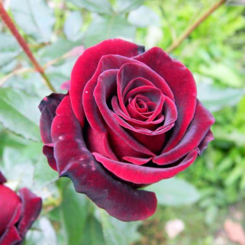 Роза чайно-гибридная Черный Принц (Black Prince)