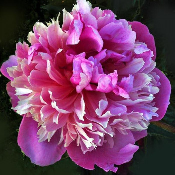 Пион Kelway's Lovely (Келвейс Лавли)