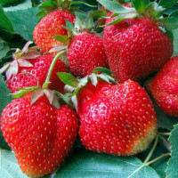 Клубника ремонтантная (крупноплодная) Аромас (5 шт.)