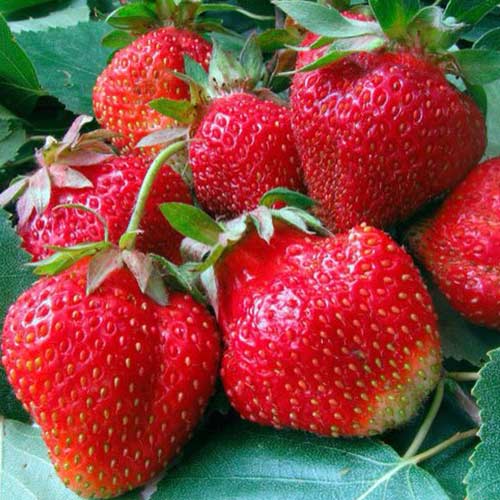 Клубника ремонтантная (крупноплодная) Аромас (5 шт.)