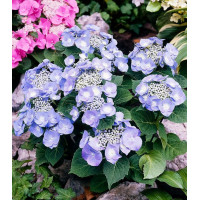 Гортензия крупнолистная Teller blue