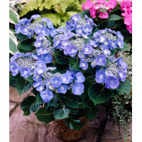 Гортензия крупнолистная Teller blue