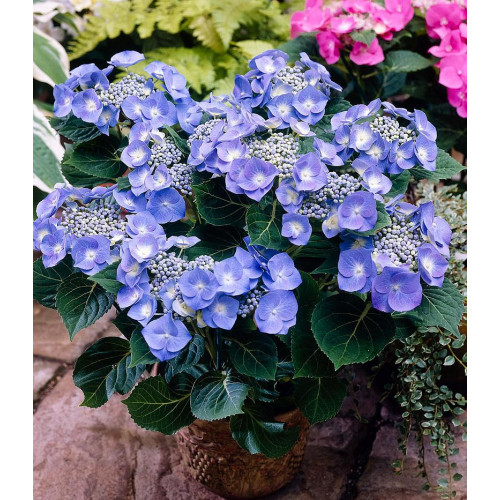 Гортензия крупнолистная Teller blue