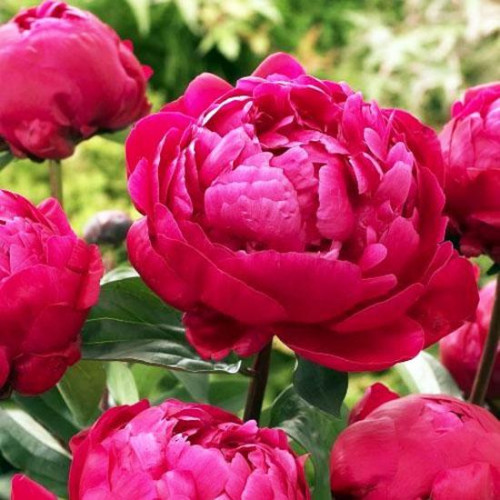Пион Red Sarah Bernhardt (Ред Сара Бернард)
