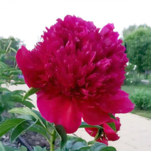 Пион Red Sarah Bernhardt (Ред Сара Бернард)