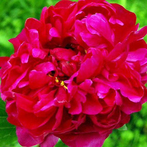 Пион Red Sarah Bernhardt (Ред Сара Бернард)