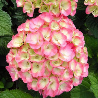 Гортензия крупнолистовая Rembrandt Dolce Chic (Рембранд Дольче Шик)