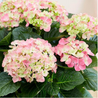 Гортензия крупнолистовая Rembrandt Dolce Chic (Рембранд Дольче Шик)