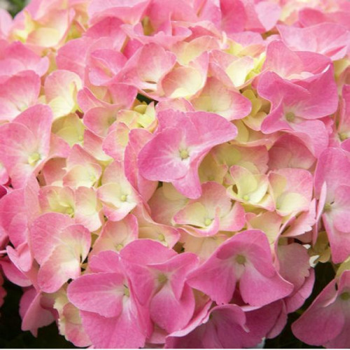 Гортензия крупнолистовая Rembrandt Dolce Chic (Рембранд Дольче Шик)