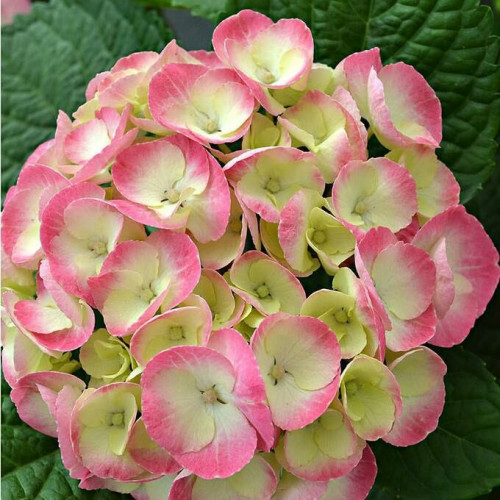Гортензия крупнолистовая Rembrandt Dolce Chic (Рембранд Дольче Шик)