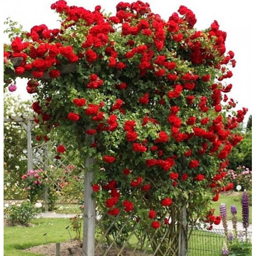 Роза плетистая Симпати (Sympathie)