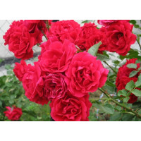 Роза плетистая Симпати (Sympathie)