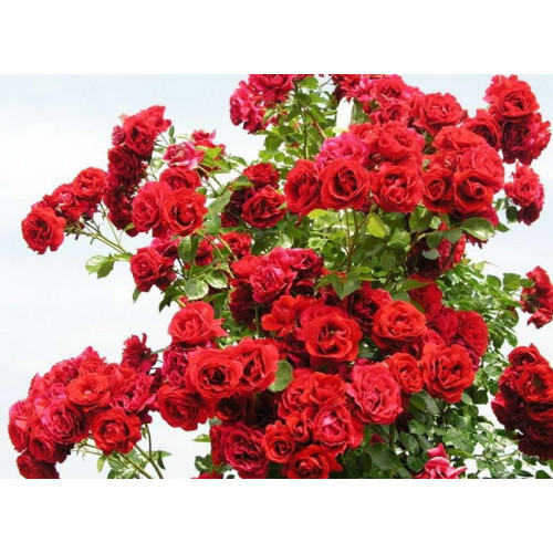 Роза плетистая Симпати (Sympathie)