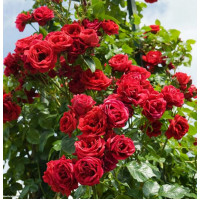 Роза плетистая Симпати (Sympathie)