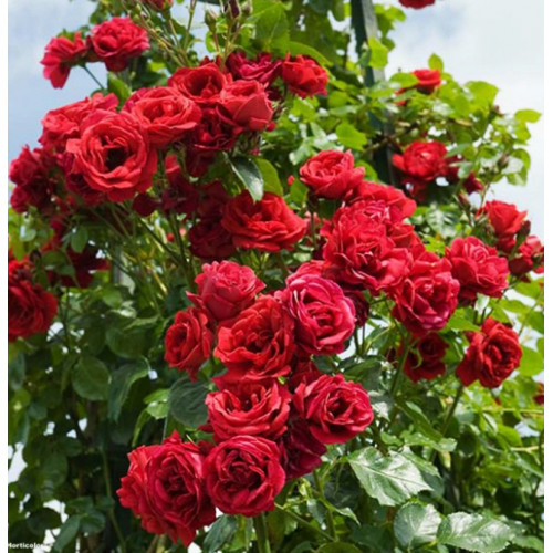 Роза плетистая Симпати (Sympathie)