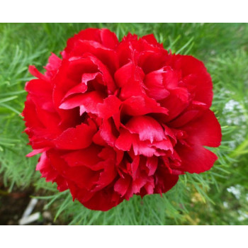 Пион Tenuifolia Rubra Plena (Тенуфолия Рубра Плена)