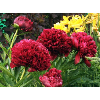 Пион Red Grace (Ред Грейс)