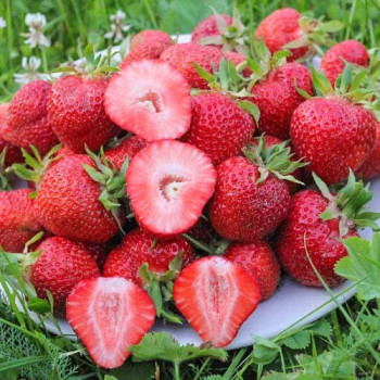 Клубника (крупноплодная) Флоренс (5 шт.)