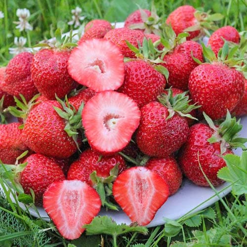 Клубника (крупноплодная) Флоренс (5 шт.)