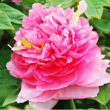 Пион Розовое облако