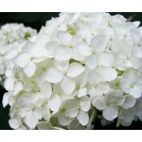 Гортензия крупнолистная Bright White (Брайт Вайт)