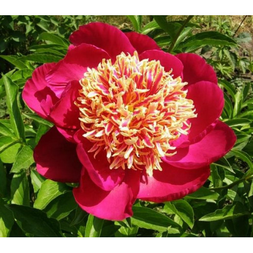 Пион Nippon Beauty (Ниппон Бьюти)