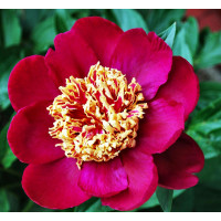 Пион Nippon Beauty (Ниппон Бьюти)