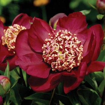 Пион Nippon Beauty (Ниппон Бьюти)