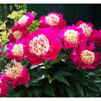 Пион Nippon Beauty (Ниппон Бьюти)