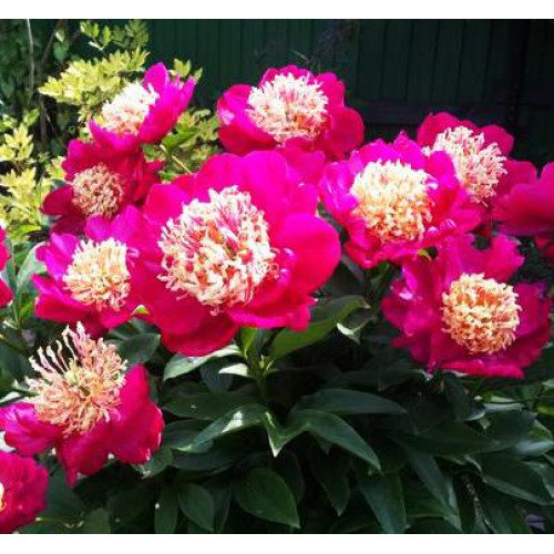 Пион Nippon Beauty (Ниппон Бьюти)