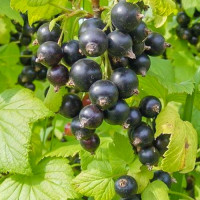 Смородина черная Аметист