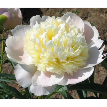 Пион White Charm (Вайт Чарм)