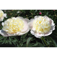 Пион White Charm (Вайт Чарм)