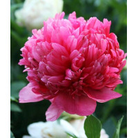 Пион Command Performance (Команд Перфоманс)