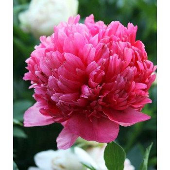 Пион Command Performance (Команд Перфоманс)