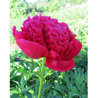 Пион Command Performance (Команд Перфоманс)