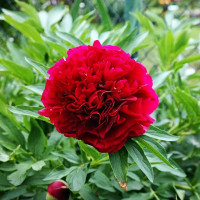 Пион Rubra Plena (Рубра Плена)