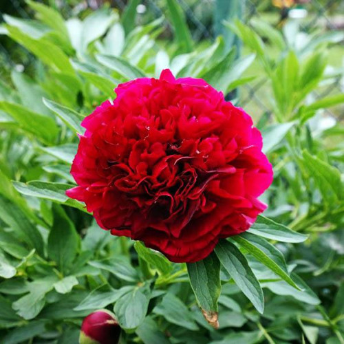 Пион Rubra Plena (Рубра Плена)