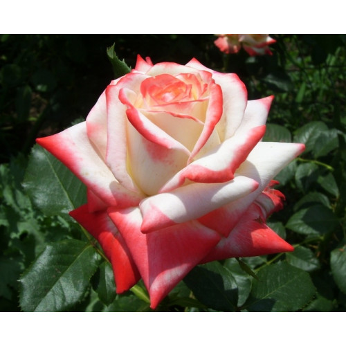 Роза чайно-гибридная Императрица Фарах (Imperatrice Farah)