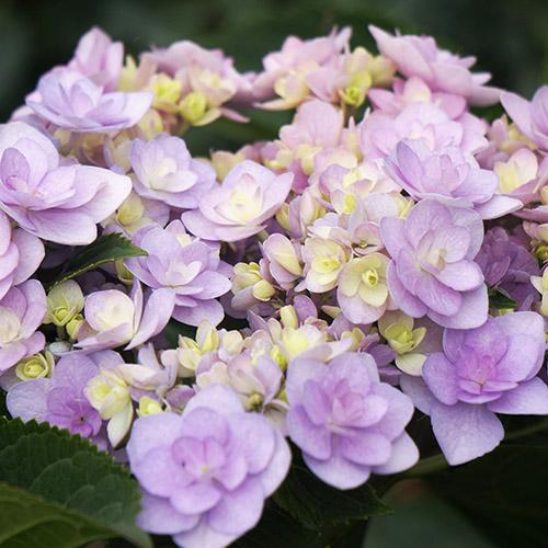 Гортензия крупнолистная You and Me Forever (Ю энд Ми Форевер)