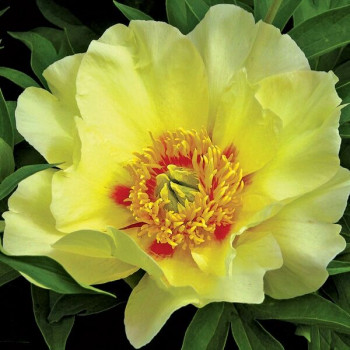 Пион Viking Full Moon (Вайкинг Фул Мун)