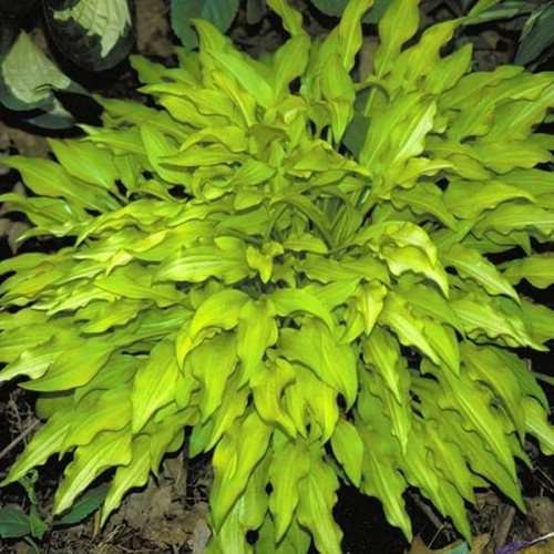 Саженцы Хоста Dragon Tails (Дрэгон Тэйлс) S