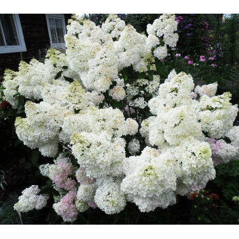 Гортензия метельчатая Grandiflora