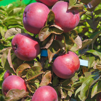 Яблоня колоновидная Созвездие