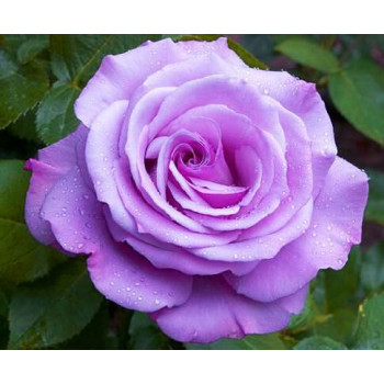 Роза чайно-гибридная Голубой Нил (Blue Nile)