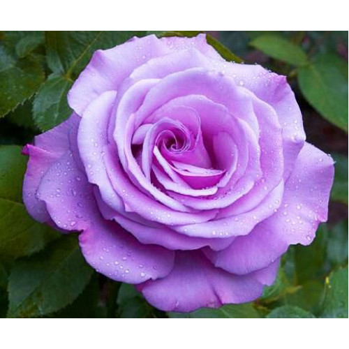 Роза чайно-гибридная Голубой Нил (Blue Nile)