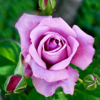 Роза чайно-гибридная Голубой Нил (Blue Nile)